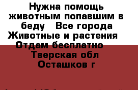 Нужна помощь животным попавшим в беду - Все города Животные и растения » Отдам бесплатно   . Тверская обл.,Осташков г.